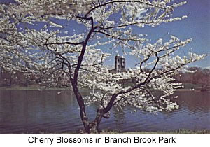 Cherry Blossoms

