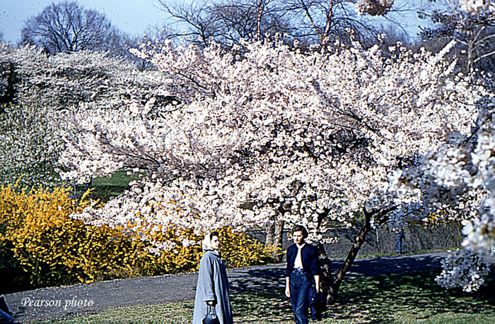 Cherry Blossoms
Estelle & Betty Lou Pearson among the cherry blossoms 1955

Photo from Alex Borsos Jr.
