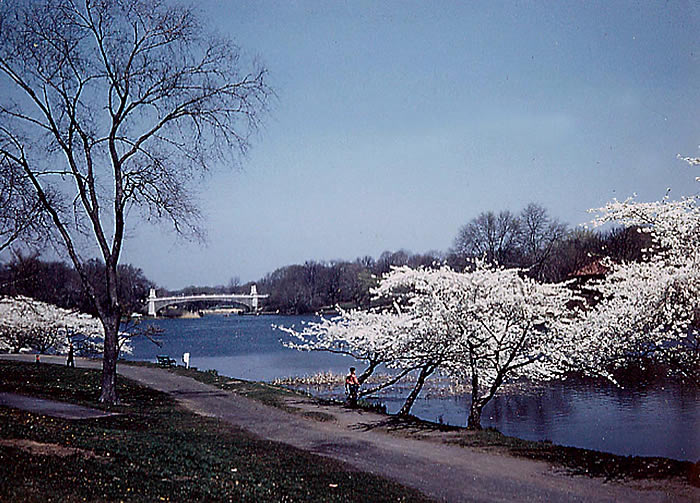 Cherry Blossoms
Photo from Alex Borsos Jr.
