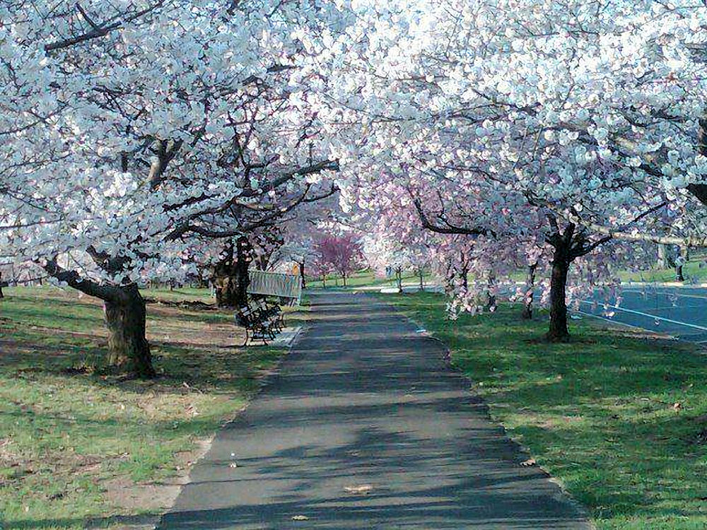 branchbrookparkcherryblossoms15.jpg