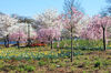 bbpcherryblossoms16.jpg