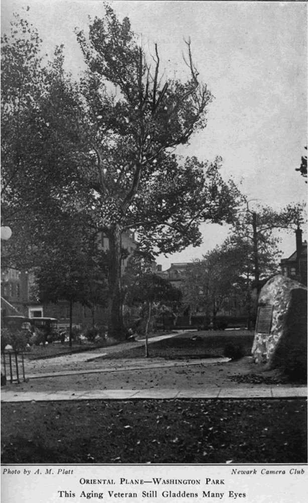 Oriental Plane
From "Shade Tree Commission of the City of Newark, New Jersey" 1918
