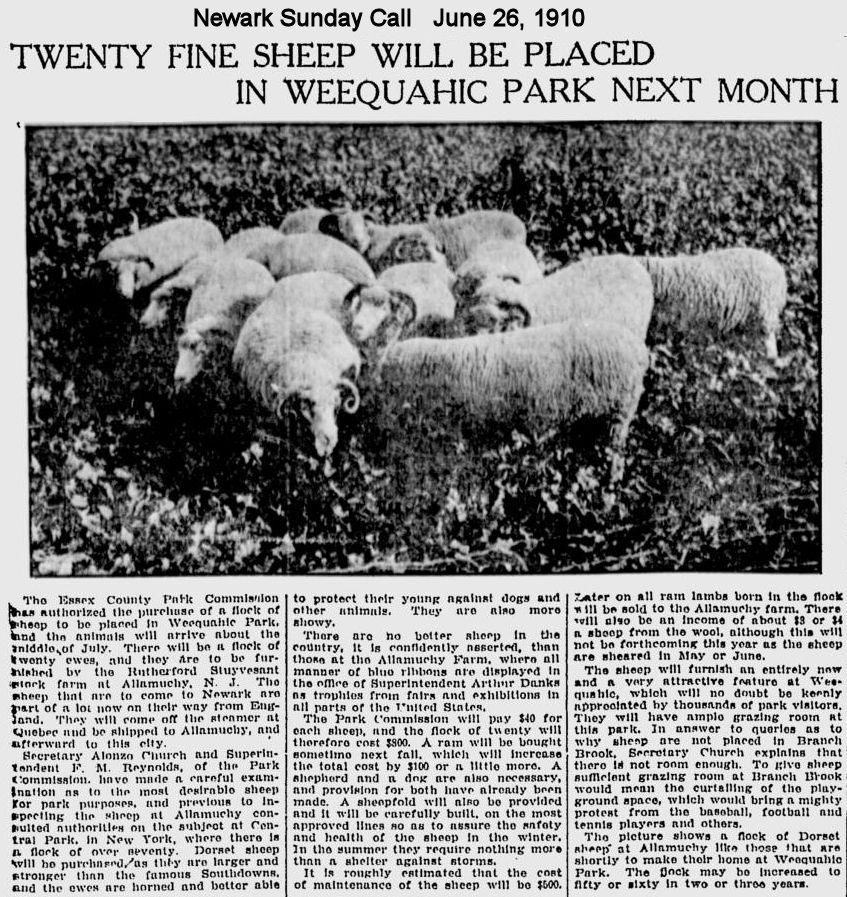 Twenty Fine Sheep Will be Placed in Weequahic Park Next Month
June 26,1910
